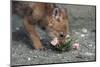 Coyote Pup Examining Evening Primrose-W. Perry Conway-Mounted Photographic Print