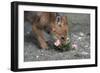 Coyote Pup Examining Evening Primrose-W. Perry Conway-Framed Photographic Print