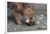 Coyote Pup Examining Evening Primrose-W. Perry Conway-Framed Photographic Print
