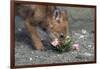 Coyote Pup Examining Evening Primrose-W. Perry Conway-Framed Photographic Print