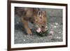 Coyote Pup Examining Evening Primrose-W. Perry Conway-Framed Photographic Print