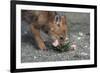 Coyote Pup Examining Evening Primrose-W. Perry Conway-Framed Photographic Print