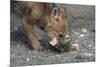 Coyote Pup Examining Evening Primrose-W. Perry Conway-Mounted Photographic Print