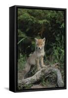 Coyote Pup-DLILLC-Framed Stretched Canvas