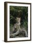 Coyote Pup-DLILLC-Framed Premium Photographic Print