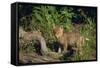 Coyote Pup-DLILLC-Framed Stretched Canvas