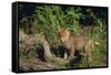 Coyote Pup-DLILLC-Framed Stretched Canvas