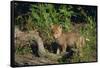 Coyote Pup-DLILLC-Framed Stretched Canvas