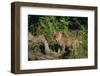 Coyote Pup-DLILLC-Framed Photographic Print