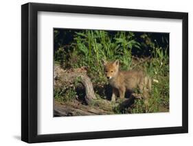 Coyote Pup-DLILLC-Framed Photographic Print