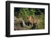 Coyote Pup-DLILLC-Framed Photographic Print