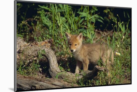 Coyote Pup-DLILLC-Mounted Photographic Print