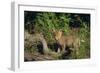 Coyote Pup-DLILLC-Framed Photographic Print