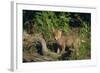 Coyote Pup-DLILLC-Framed Photographic Print