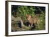 Coyote Pup-DLILLC-Framed Photographic Print