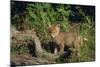 Coyote Pup-DLILLC-Mounted Photographic Print