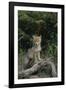 Coyote Pup-DLILLC-Framed Photographic Print