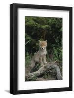 Coyote Pup-DLILLC-Framed Photographic Print