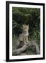 Coyote Pup-DLILLC-Framed Photographic Print