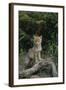 Coyote Pup-DLILLC-Framed Photographic Print