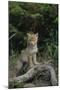 Coyote Pup-DLILLC-Mounted Photographic Print