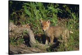 Coyote Pup-DLILLC-Stretched Canvas