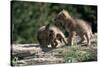 Coyote Pups Determining Dominance. Rocky Mountain Foothills-W. Perry Conway-Stretched Canvas