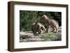 Coyote Pups Determining Dominance. Rocky Mountain Foothills-W. Perry Conway-Framed Photographic Print