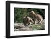 Coyote Pups Determining Dominance. Rocky Mountain Foothills-W. Perry Conway-Framed Photographic Print