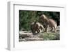 Coyote Pups Determining Dominance. Rocky Mountain Foothills-W. Perry Conway-Framed Photographic Print