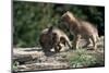 Coyote Pups Determining Dominance. Rocky Mountain Foothills-W. Perry Conway-Mounted Photographic Print