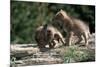 Coyote Pups Determining Dominance. Rocky Mountain Foothills-W. Perry Conway-Mounted Photographic Print