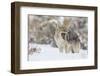 Coyote, snarling-Ken Archer-Framed Photographic Print