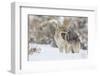 Coyote, snarling-Ken Archer-Framed Photographic Print