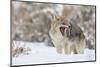 Coyote, snarling-Ken Archer-Mounted Photographic Print