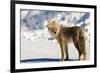 Coyote Spray Lakes Alberta-null-Framed Art Print