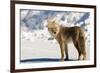 Coyote Spray Lakes Alberta-null-Framed Art Print