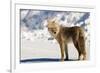 Coyote Spray Lakes Alberta-null-Framed Art Print