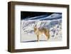 Coyote Spray Lakes Alberta-null-Framed Art Print