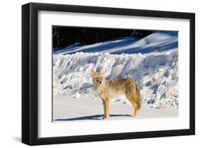 Coyote Spray Lakes Alberta-null-Framed Art Print