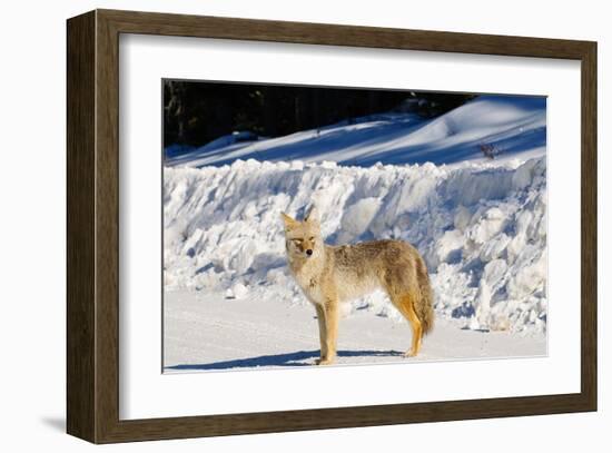 Coyote Spray Lakes Alberta-null-Framed Art Print