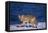 Coyote Walking in Snow next to Water-DLILLC-Framed Stretched Canvas