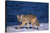 Coyote Walking in Snow next to Water-DLILLC-Stretched Canvas