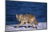 Coyote Walking in Snow next to Water-DLILLC-Mounted Premium Photographic Print
