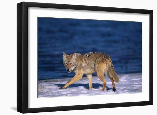 Coyote Walking in Snow next to Water-DLILLC-Framed Photographic Print