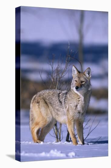 Coyote Walking in Snow-DLILLC-Stretched Canvas