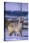 Coyote Walking in Snow-DLILLC-Stretched Canvas