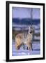 Coyote Walking in Snow-DLILLC-Framed Premium Photographic Print