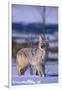 Coyote Walking in Snow-DLILLC-Framed Premium Photographic Print