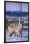 Coyote Walking in Snow-DLILLC-Framed Premium Photographic Print